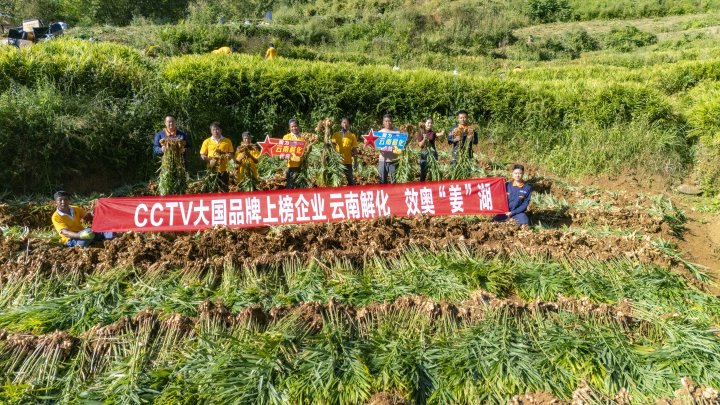 墨江象鼻村生姜大丰收！从莳植、施肥到采摘，，，，云南解化全程“呵护”